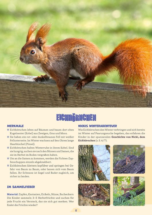 Produktbild: Kleine Waldentdecker: Tiere