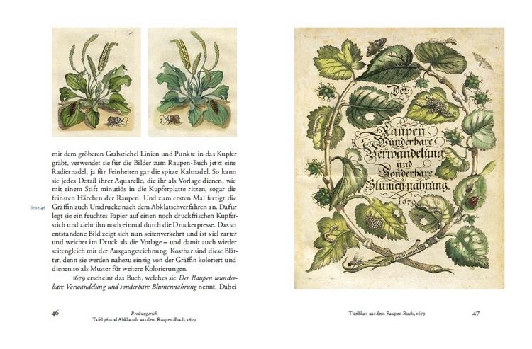 Produktbild: Maria Sibylla Merians Reise zu den Schmetterlingen