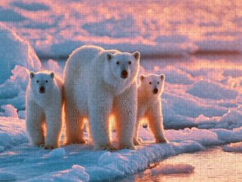 Produktbild: CALVENDO Puzzle Ein Motiv aus dem Kalender Magie der Wildnis | 1000 Teile Lege-Gr&ouml;&szlig;e 64x48cm Foto-Puzzle f&uuml;r gl&uuml;ckliche Stunden