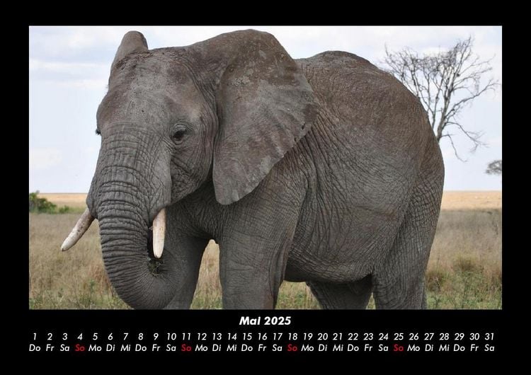 Produktbild: Elefanten - Die sanften Riesen Afrikas 2025 Fotokalender DIN A3