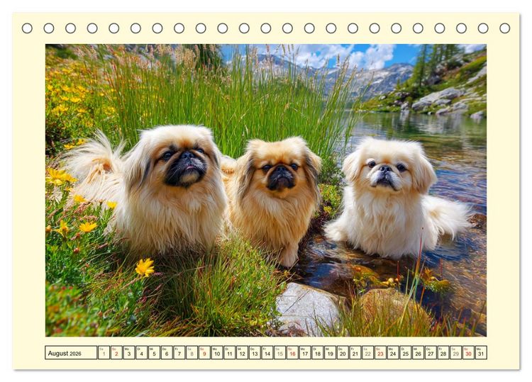 Produktbild: Zauberhafte Pekinesen. Charmante und stolze Hunde zum Verlieben (Tischkalender 2026 DIN A5 quer), CALVENDO Monatskalender