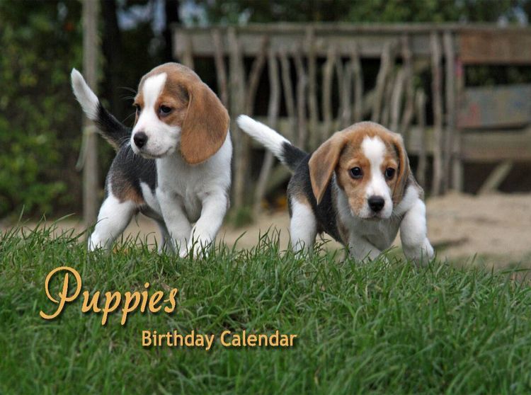 Produktbild: agle Puppies (Puzzle)