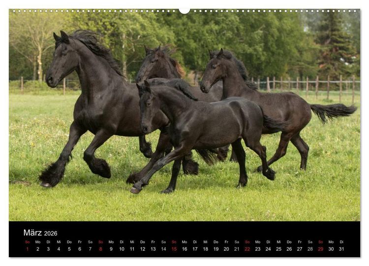 Produktbild: Friesen - Sch&ouml;nheit, Kraft und Eleganz (hochwertiger Premium Wandkalender 2026 DIN A2 quer), Kunstdruck in Hochglanz