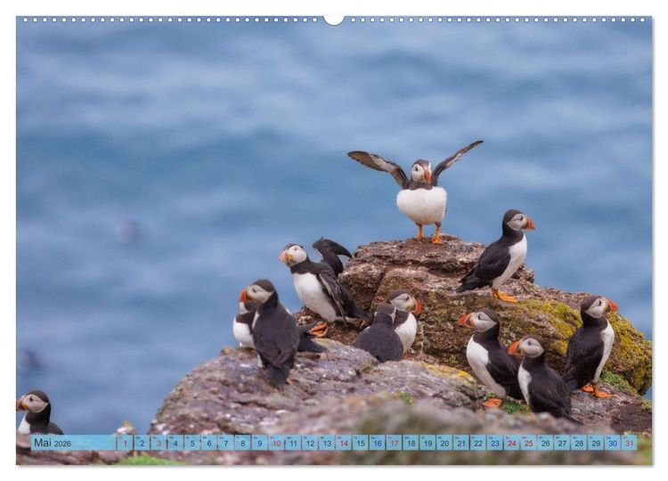 Produktbild: Papageientaucher - Farbenfrohe Flieger der Natur (hochwertiger Premium Wandkalender 2026 DIN A2 quer), Kunstdruck in Hochglanz