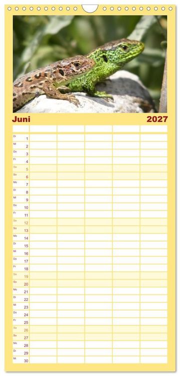Produktbild: Familienplaner 2027 - Minisaurier im Garten mit 5 Spalten (Wandkalender, 21 x 45 cm) CALVENDO