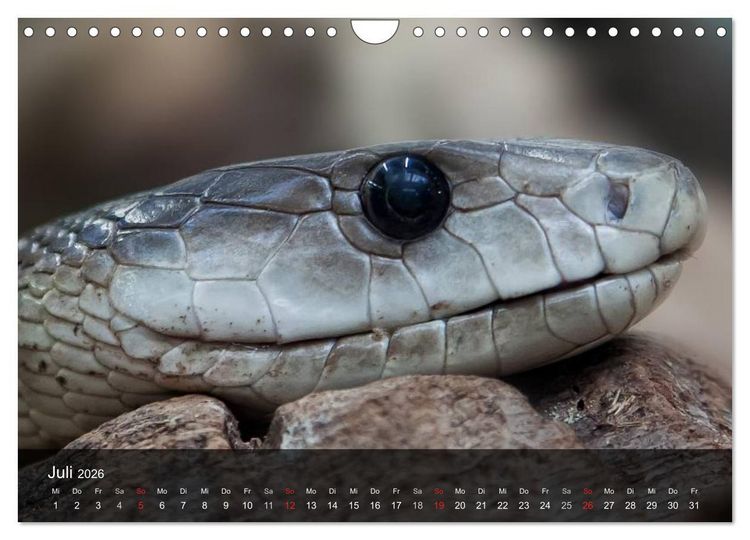 Produktbild: Giftschlangen (Wandkalender 2026 DIN A4 quer), CALVENDO Monatskalender