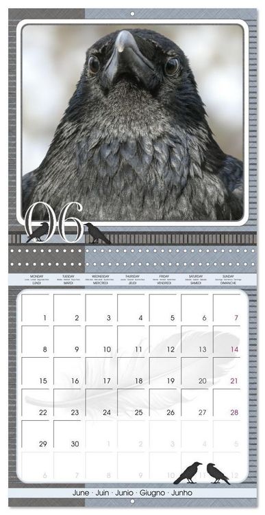 Produktbild: Saar, I: Crows. Portraits of Intelligence. Cleverly schedule