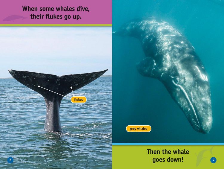 Produktbild: Nat Geo Reader - Whales L1