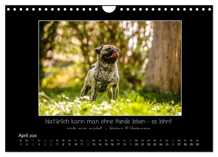 Produktbild: M&ouml;pse 2026 (Wandkalender 2026 DIN A4 quer), CALVENDO Monatskalender