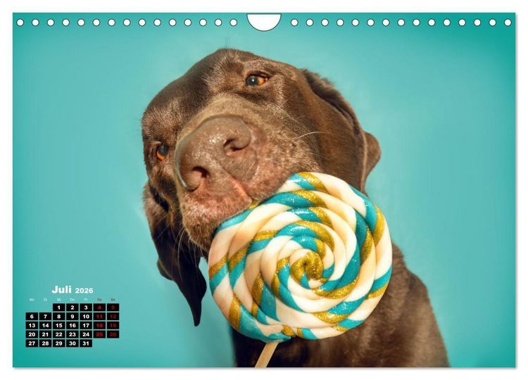 Produktbild: S&uuml;&szlig;e Schnauzen (Wandkalender 2026 DIN A4 quer), CALVENDO Monatskalender