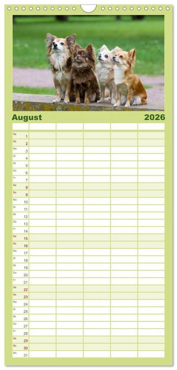 Produktbild: Familienplaner 2026 - Chihuahuas - kleine Herzensbrecher mit 5 Spalten (Wandkalender, 21 x 45 cm) CALVENDO