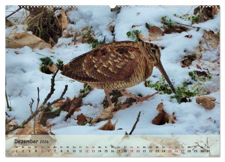 Produktbild: Faszination Zugv&ouml;gel - Rekorde in der Vogelwelt (Wandkalender 2026 DIN A2 quer), CALVENDO Monatskalender