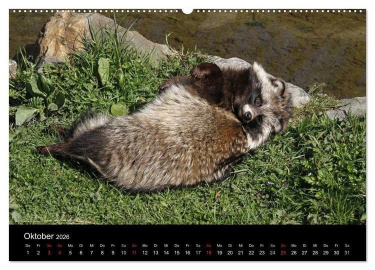 Produktbild: Marderhunde (hochwertiger Premium Wandkalender 2026 DIN A2 quer), Kunstdruck in Hochglanz