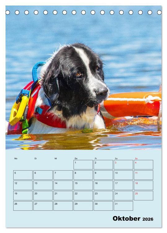 Produktbild: Familienplaner Landseer - Freund und Retter (Tischkalender 2026 DIN A5 hoch), CALVENDO Monatskalender