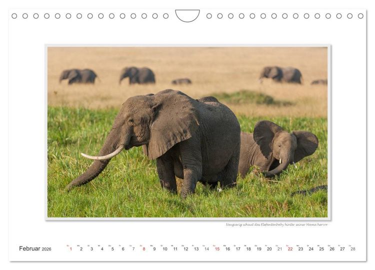 Produktbild: Emotionale Momente: Aus dem Leben der Elefanten. / CH-Version (Wandkalender 2026 DIN A4 quer), CALVENDO Monatskalender