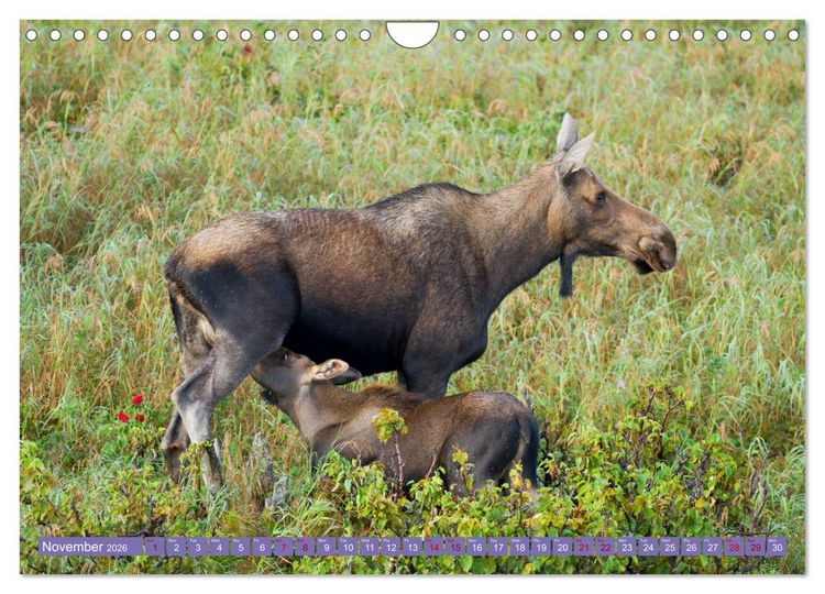 Produktbild: FIRST STEPS FOR BABY MOOSE (Wall Calendar 2026 DIN A4 landscape), CALVENDO 12 Month Wall Calendar