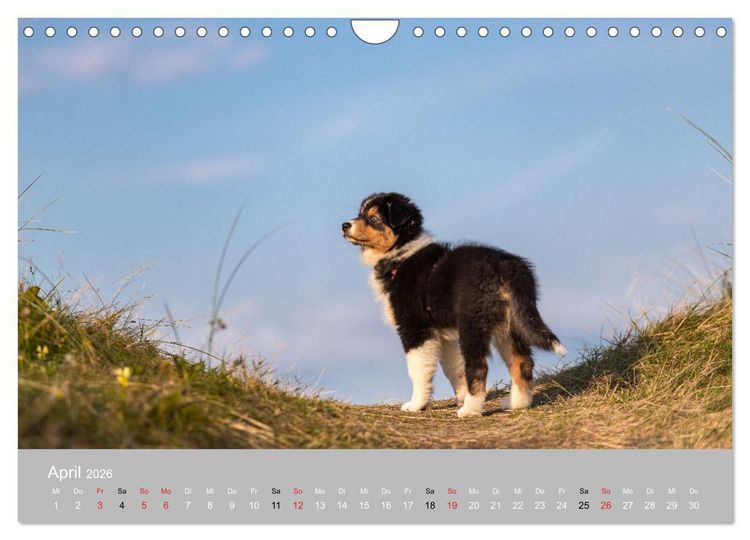 Produktbild: Australian Shepherd 2026 (Wandkalender 2026 DIN A4 quer), CALVENDO Monatskalender