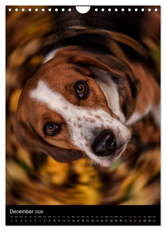 Produktbild: Beagles in action (Wall Calendar 2026 DIN A4 portrait), CALVENDO 12 Month Wall Calendar