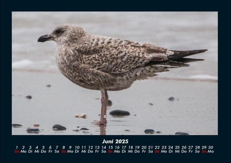 Produktbild: Vogelparadies 2025 Fotokalender DIN A4