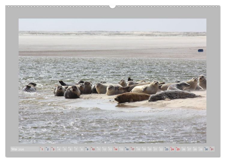 Produktbild: Juist - Kleine Insel, Gro&szlig;e Freiheit (hochwertiger Premium Wandkalender 2026 DIN A2 quer), Kunstdruck in Hochglanz