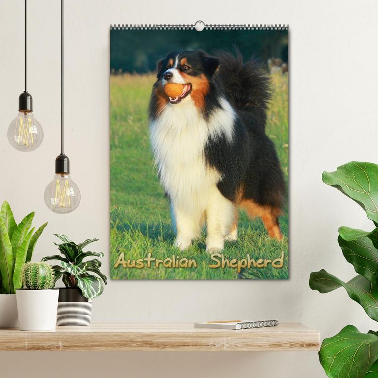 Produktbild: Australian Shepherd (Wandkalender 2026 DIN A2 hoch), CALVENDO Monatskalender