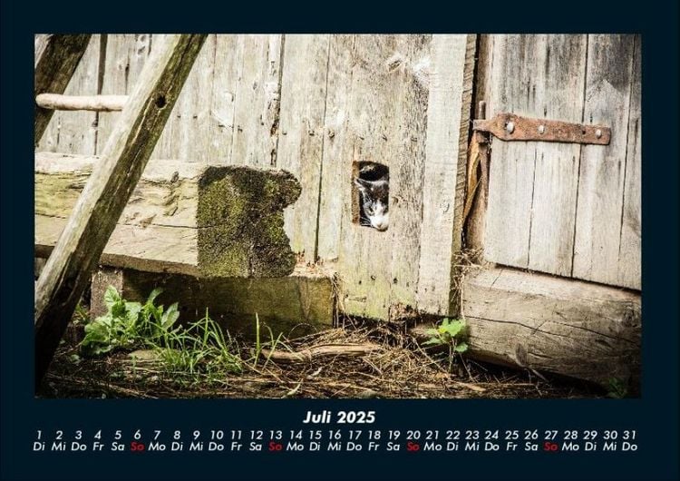 Produktbild: F&uuml;r Katzenfreunde 2025 Fotokalender DIN A4