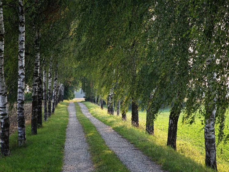 Produktbild: CALVENDO Puzzle Gr&uuml;ne Birken Allee | 1000 Teile Lege-Gr&ouml;&szlig;e 64x48cm Foto-Puzzle f&uuml;r gl&uuml;ckliche Stunden