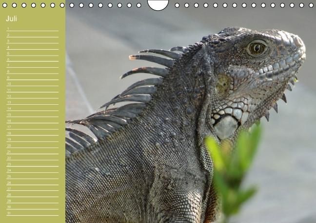 Produktbild: Drachen / Geburtstagskalender (Wandkalender immerw&auml;hrend DIN A4 quer)