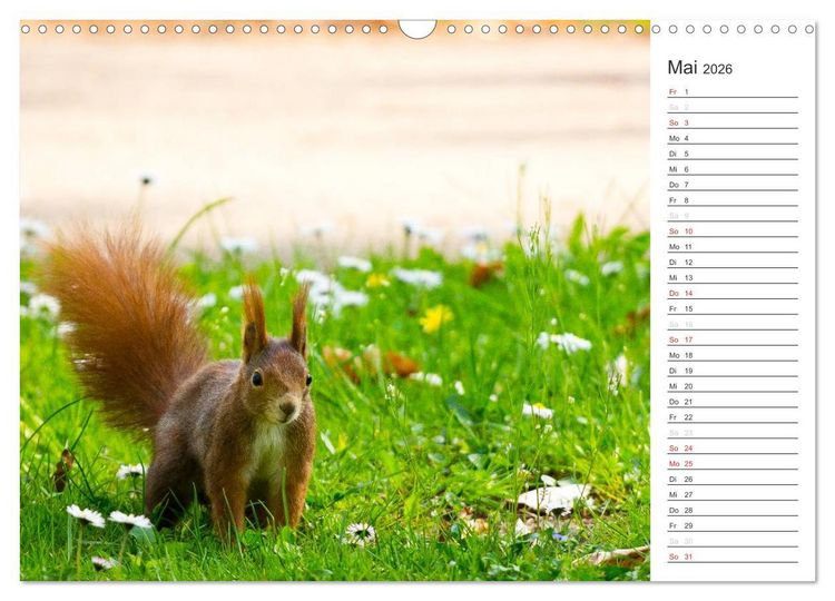Produktbild: Eichh&ouml;rnchen (Wandkalender 2026 DIN A3 quer), CALVENDO Monatskalender