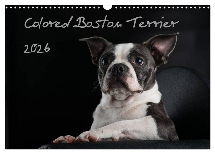 Produktbild: Colored Boston Terrier 2026 (Wandkalender 2026 DIN A3 quer), CALVENDO Monatskalender