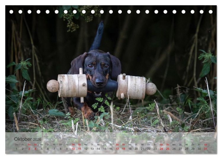 Produktbild: Treue Jagdgef&auml;hrten - Kleine Jagdhunde im Einsatz (Tischkalender 2026 DIN A5 quer), CALVENDO Monatskalender