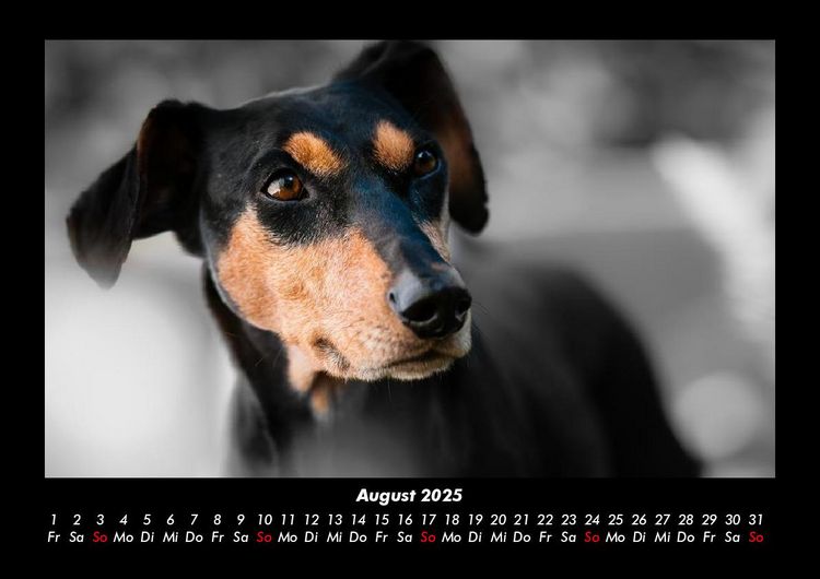 Produktbild: Hundezauber 2025 Fotokalender DIN A3