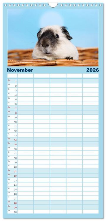 Produktbild: Familienplaner 2026 - Niedliche Meerschweinchen mit 5 Spalten (Wandkalender, 21 x 45 cm) CALVENDO