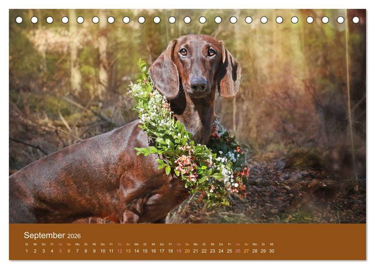 Produktbild: Der Dackel (Tischkalender 2026 DIN A5 quer), CALVENDO Monatskalender