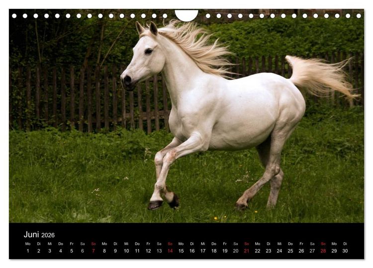 Produktbild: Pferde - m&auml;chtig, stolz & sch&ouml;n (Wandkalender 2026 DIN A4 quer), CALVENDO Monatskalender