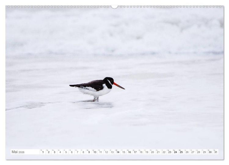 Produktbild: Helgoland - Das Leben auf der D&uuml;ne Helgolands (hochwertiger Premium Wandkalender 2026 DIN A2 quer), Kunstdruck in Hochglanz
