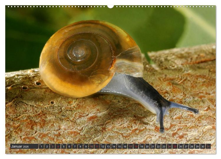 Produktbild: DIE SCHNECKEN EUROPAS (hochwertiger Premium Wandkalender 2026 DIN A2 quer), Kunstdruck in Hochglanz