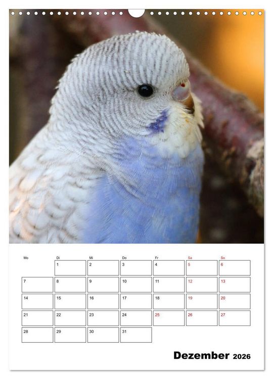Produktbild: Der Wellensittich - mein bester Freund (Wandkalender 2026 DIN A3 hoch), CALVENDO Monatskalender