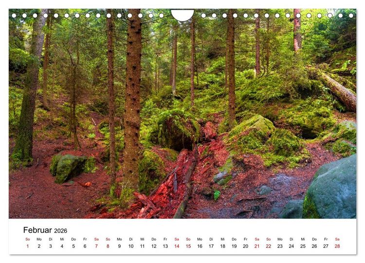 Produktbild: W&auml;lder: die letzte Zuflucht f&uuml;r die Wildnis (Wandkalender 2026 DIN A4 quer), CALVENDO Monatskalender