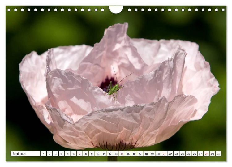 Produktbild: MohnTage (Wandkalender 2026 DIN A4 quer), CALVENDO Monatskalender