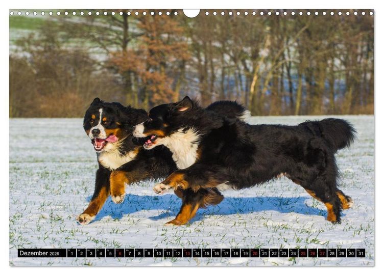 Produktbild: Berner Sennenhunde in Action (Wandkalender 2026 DIN A3 quer), CALVENDO Monatskalender