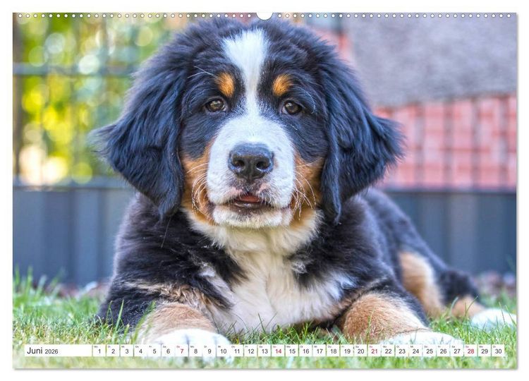 Produktbild: Berner Sennenhunde machen gl&uuml;cklich (Wandkalender 2026 DIN A2 quer), CALVENDO Monatskalender