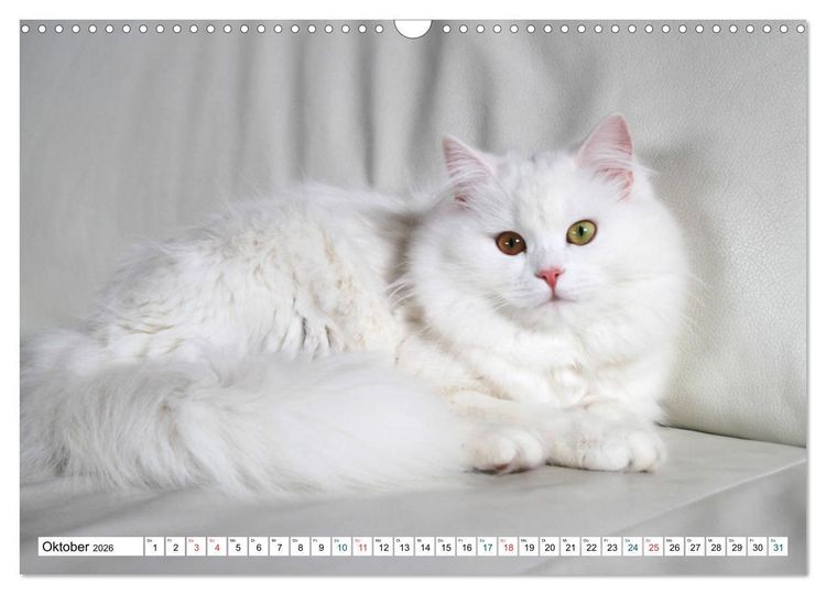 Produktbild: Die Perserkatze - Farbschlag Wei&szlig; (Wandkalender 2026 DIN A3 quer), CALVENDO Monatskalender