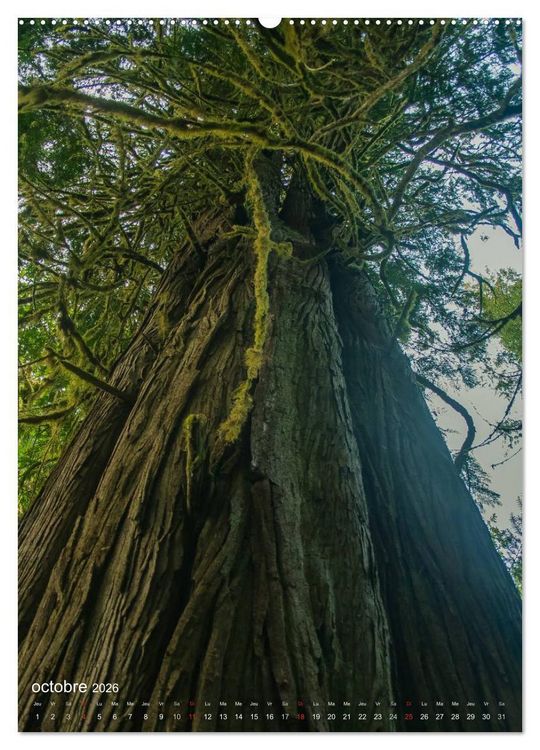 Produktbild: G&eacute;ants verts de la for&ecirc;t (Calendrier mural 2026 DIN A2 horizontal) calendrier de bureau