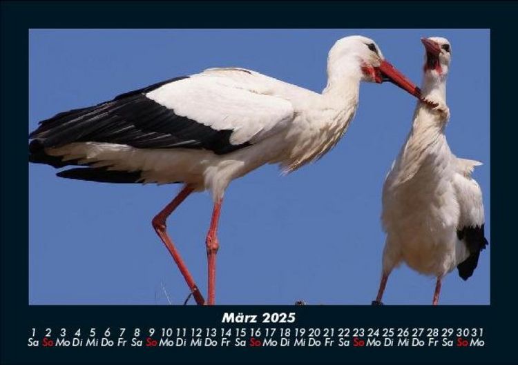 Produktbild: Welt der V&ouml;gel 2025 Fotokalender DIN A5