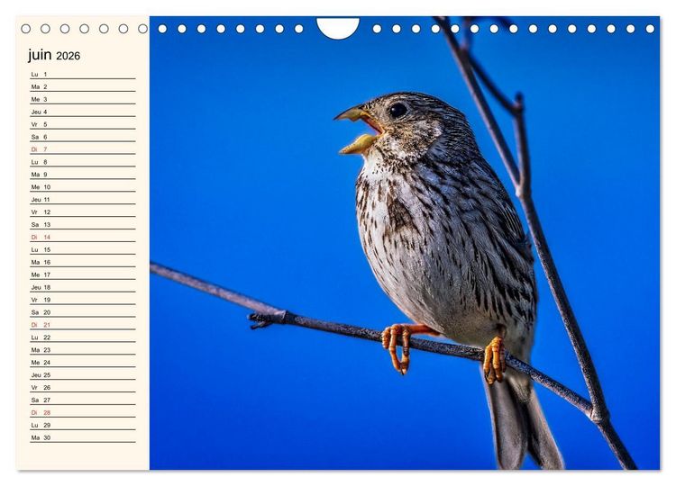 Produktbild: Notre nature sauvage, les passereaux d'Europe (Calendrier mural 2026 DIN A4 vertical), CALVENDO calendrier mensuel