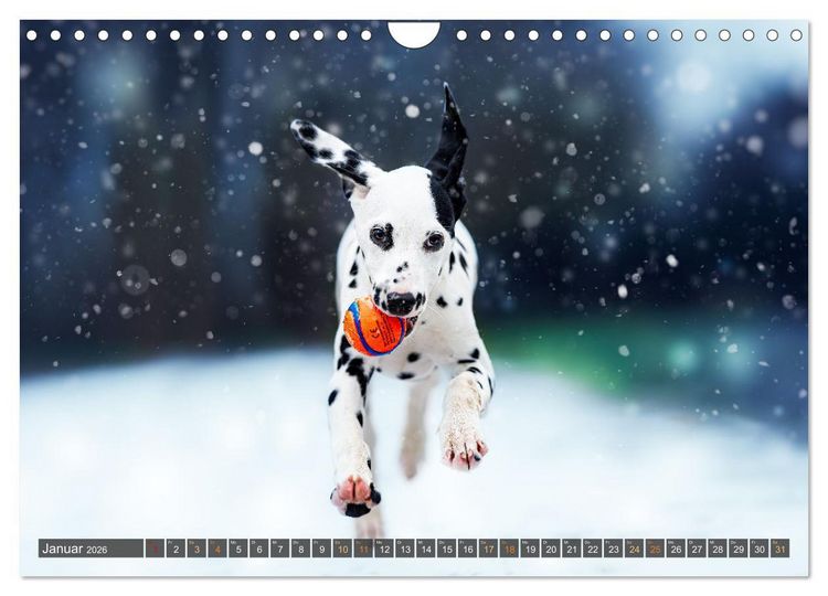 Produktbild: bunte Tierfotografie an Land und im Wasser (Wandkalender 2026 DIN A4 quer), CALVENDO Monatskalender