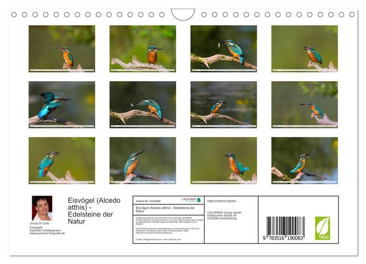 Produktbild: Eisv&ouml;gel (Alcedo atthis) - Edelsteine der Natur (Wandkalender 2026 DIN A4 quer), CALVENDO Monatskalender