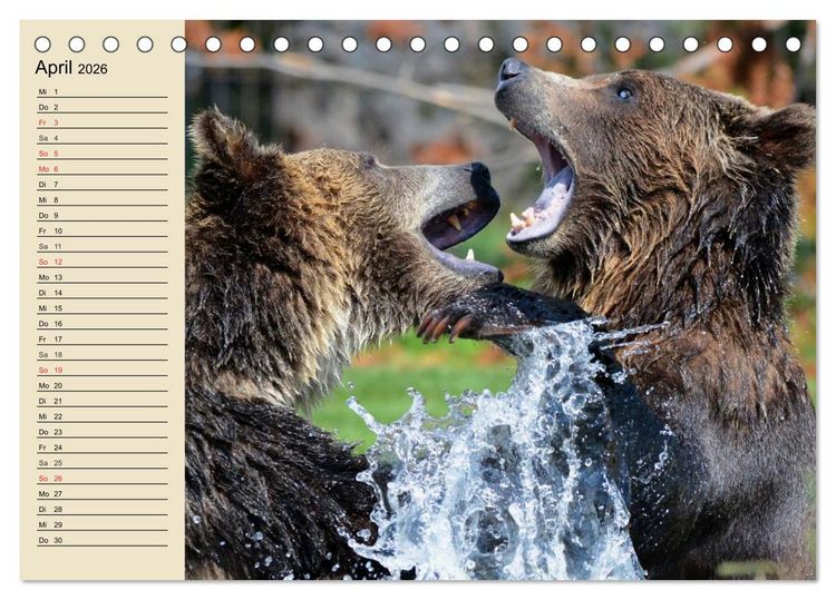 Produktbild: B&auml;ren (Tischkalender 2026 DIN A5 quer), CALVENDO Monatskalender