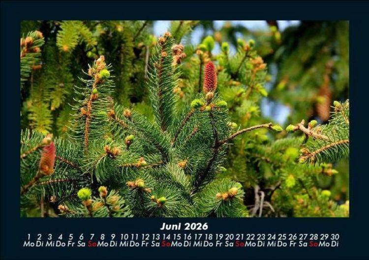 Produktbild: B&auml;ume 2026 Fotokalender DIN A5